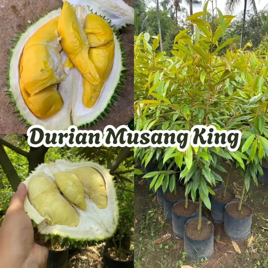 Jual bibit durian Musang King unggul hasil okulasi di Magelang