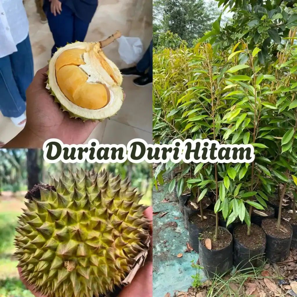 Jual Bibit Durian Duri Hitam – Raja Durian Pemenang Kontes Nasional