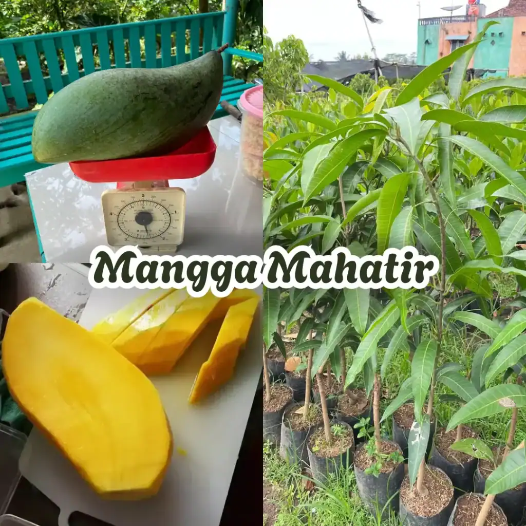 Koleksi bibit Mangga Mahatir kualitas unggul dengan contoh buah jumbo yang mencapai berat fantastis